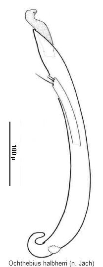 ochthebius_halbherri.gif