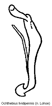 ochthebius_lividipennis.gif