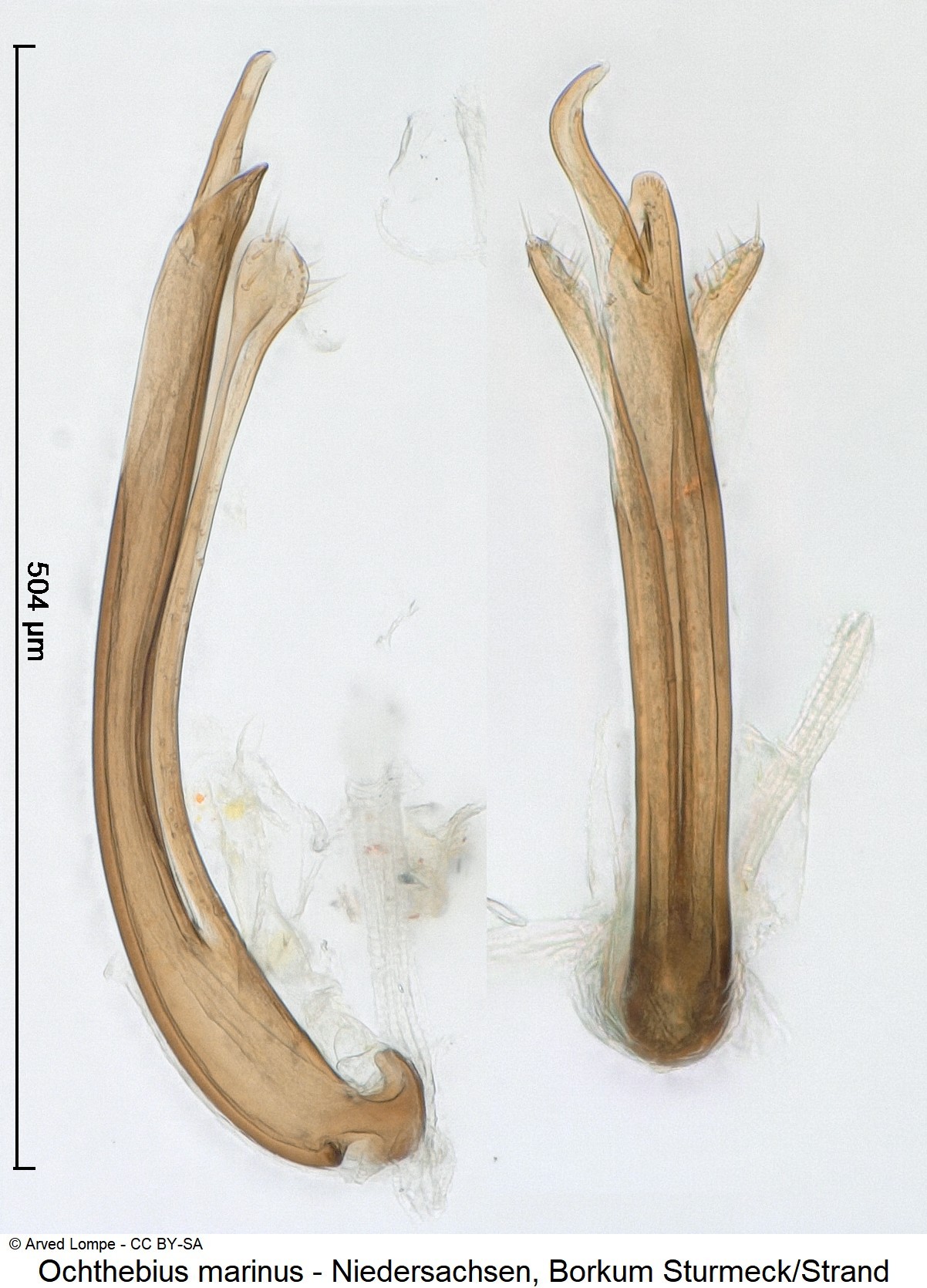 ochthebius_marinus_ck33164074.jpg