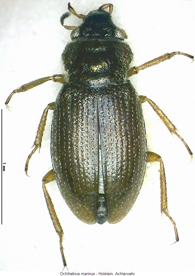 ochthebius_marinus_hab.jpg