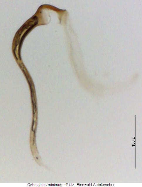 ochthebius_minimus_sperm.jpg