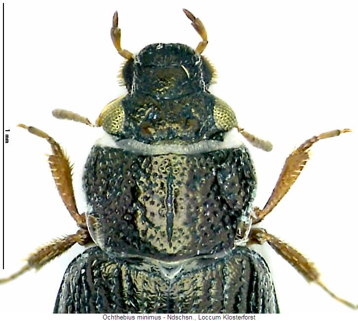 ochthebius_minimus_vk.jpg