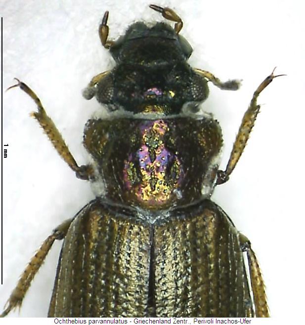 ochthebius_parvannulatus_vk.jpg