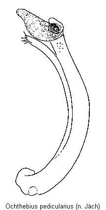 ochthebius_pedicularius.gif