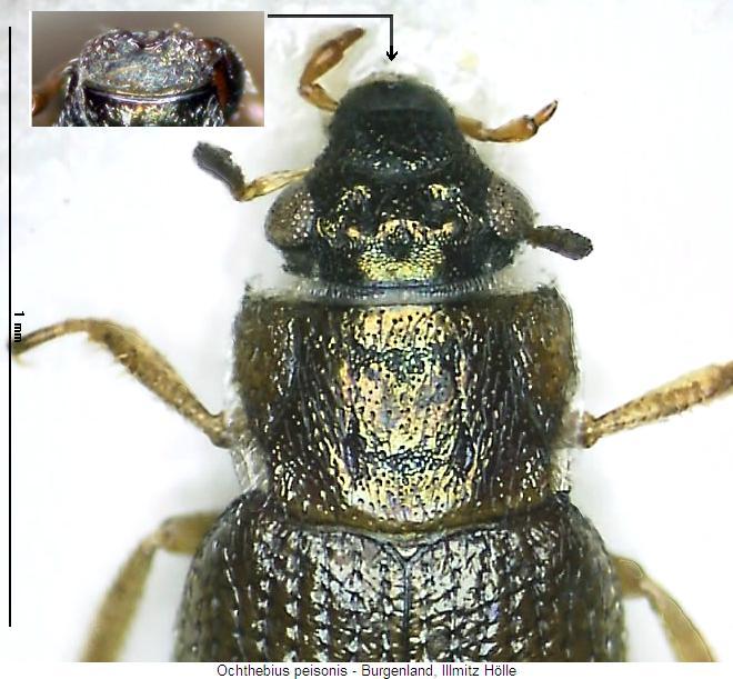ochthebius_peisonis_vk.jpg