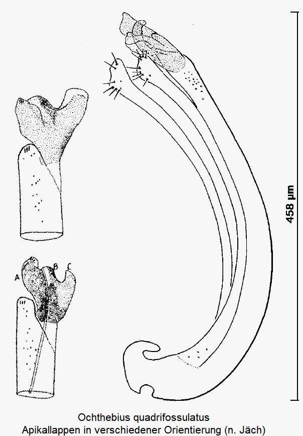 ochthebius_quadrifossulatus.gif