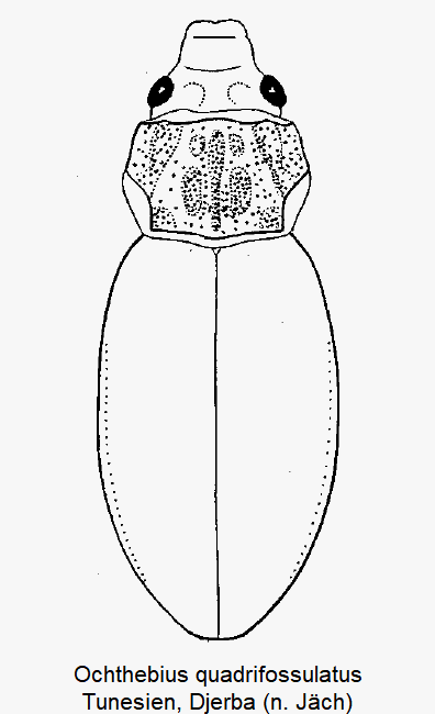 ochthebius_quadrifossulatus_hab.gif