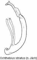 ochthebius_striatus.gif