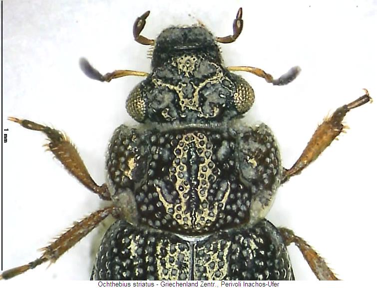 ochthebius_striatus_vk.jpg