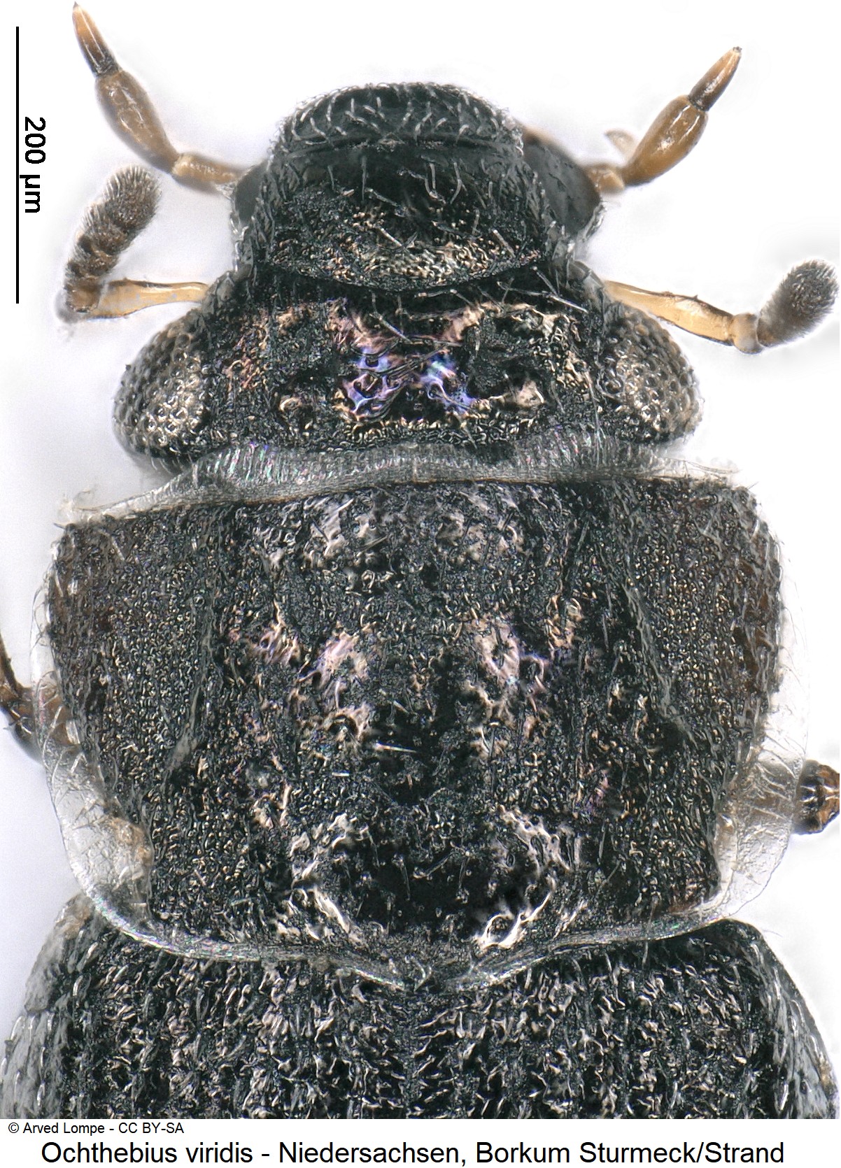 ochthebius_viridis_ck33164227_vk.jpg