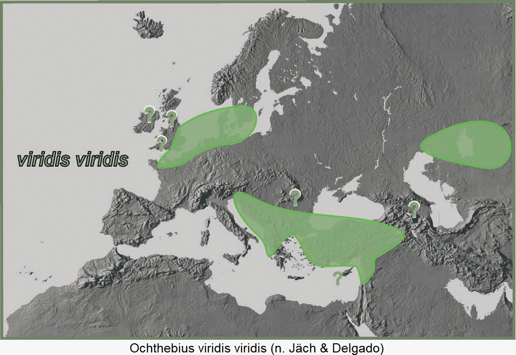 ochthebius_viridis_dis.gif