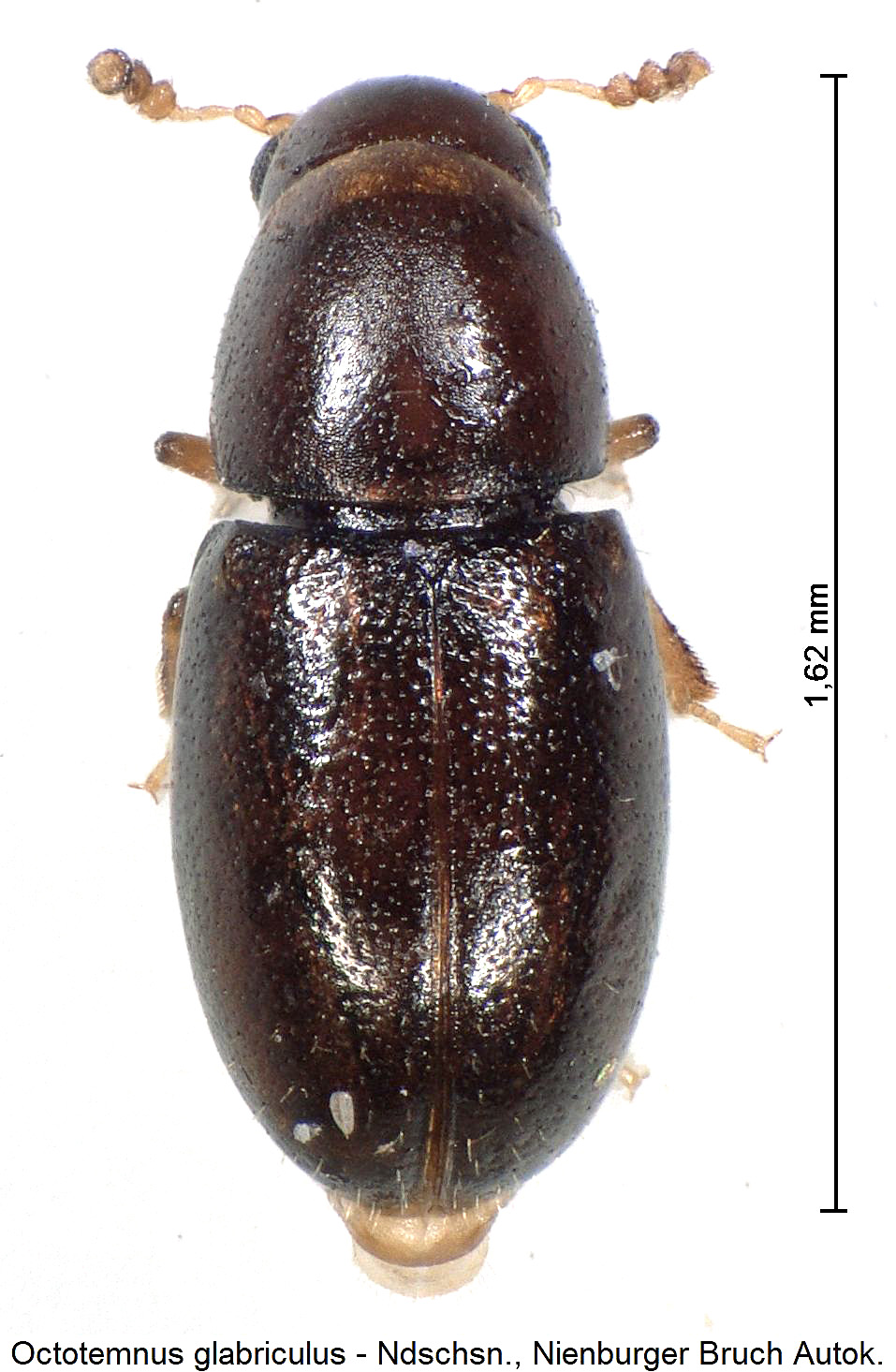 octotemnus_glabriculus_hab.jpg