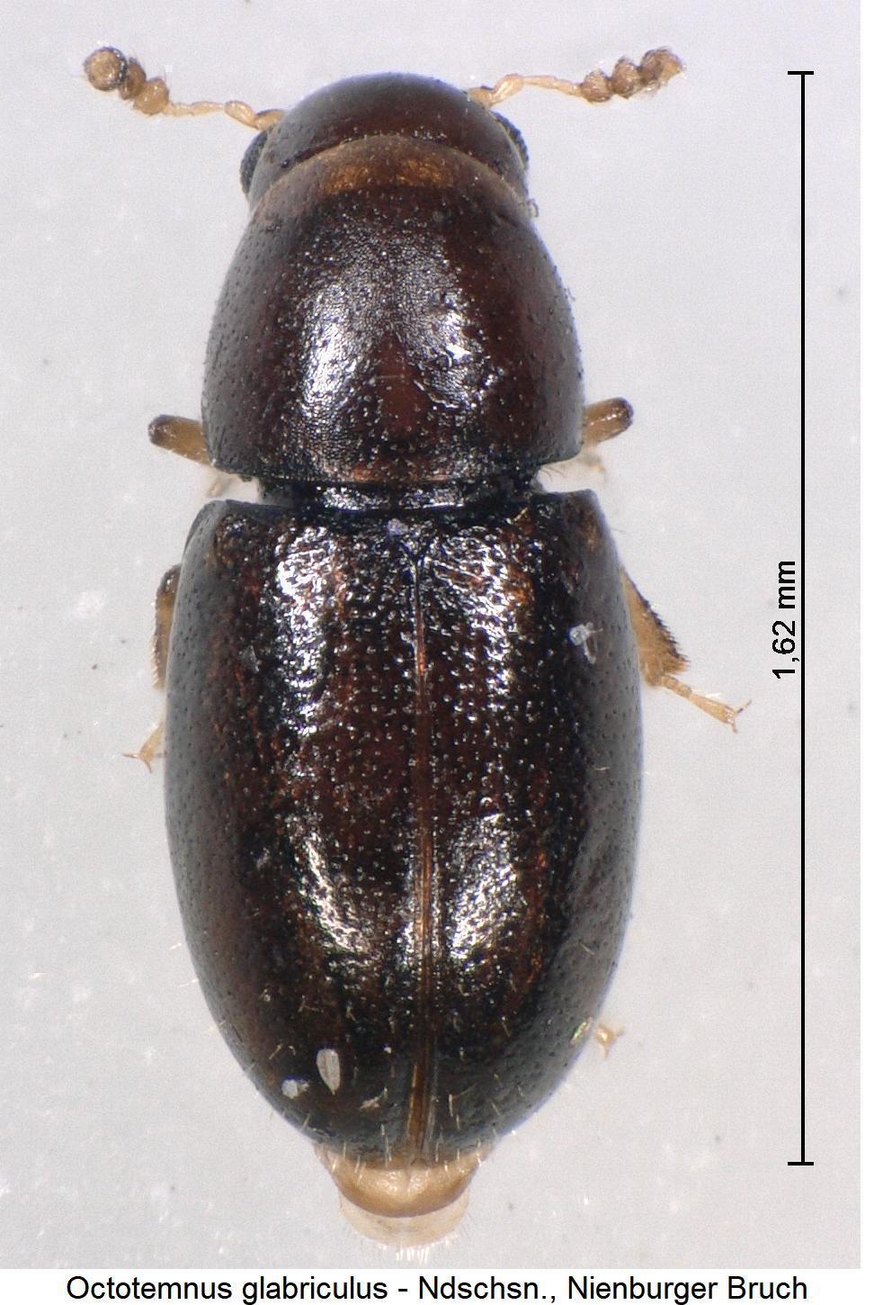 octotemnus_glabriculus_hab1.jpg