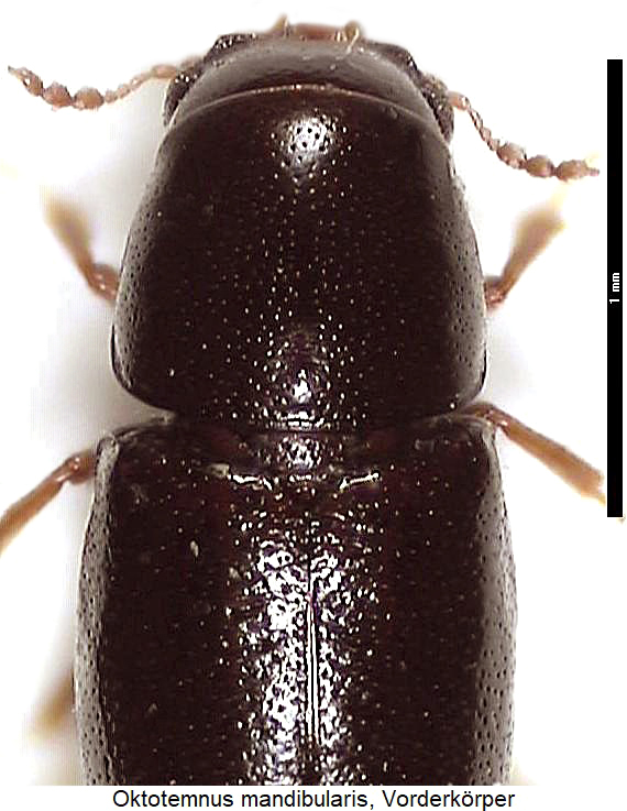 octotemnus_mandibularis_vk.jpg