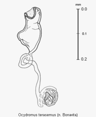 ocydromus_terasemus_sperm.gif