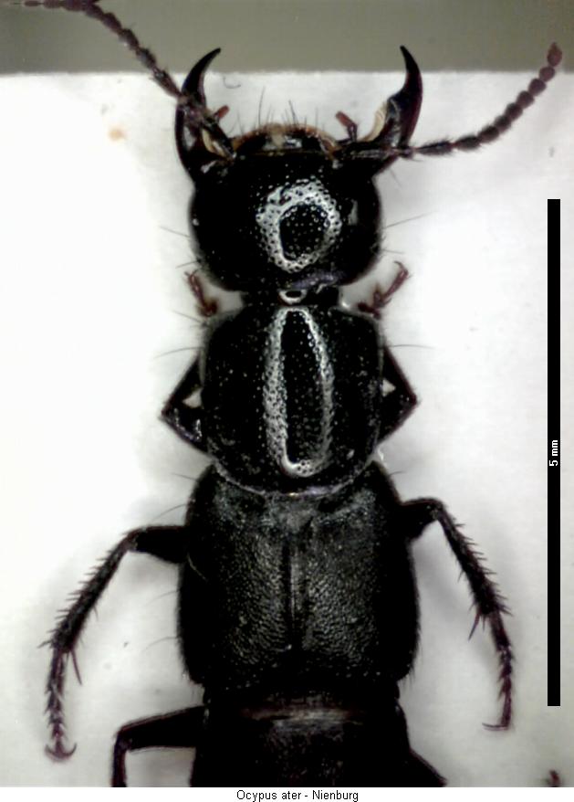 ocypus_ater_vk.jpg