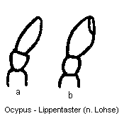ocypus_lippentaster.gif