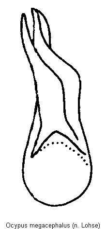 ocypus_megacephalus.gif