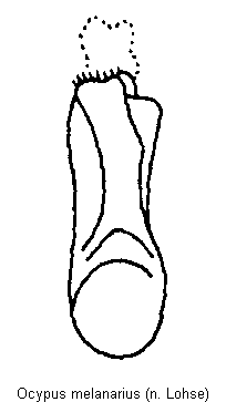 ocypus_melanarius.gif