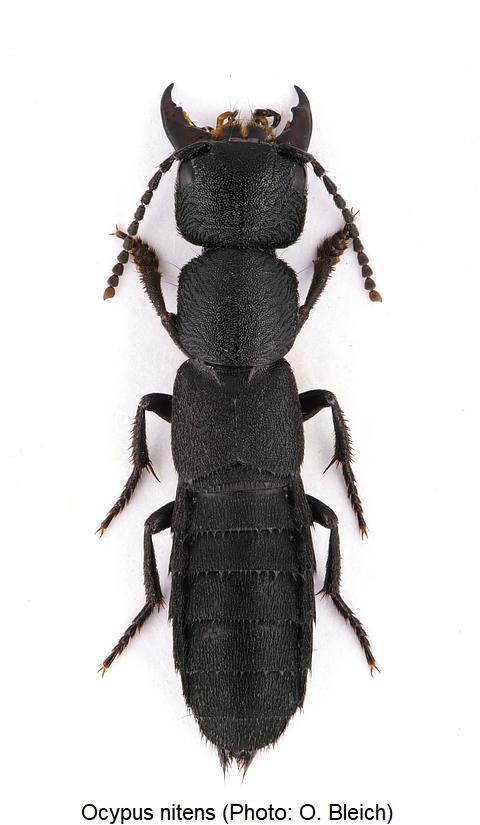 ocypus_nitens_hab.jpg