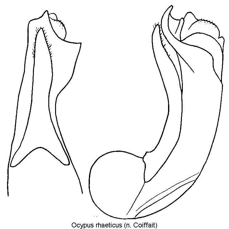 ocypus_rhaeticus.gif