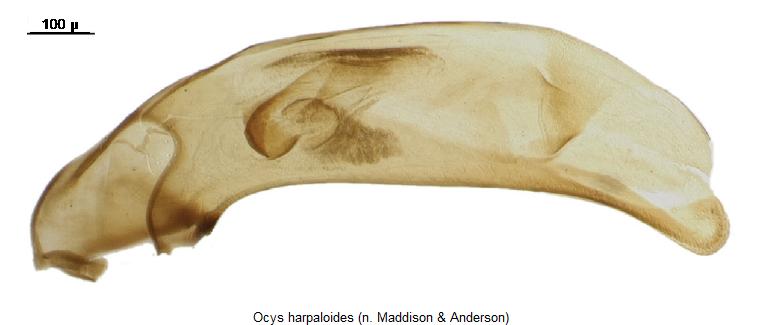 ocys_harpaloides1.jpg