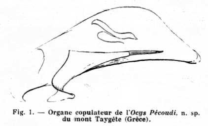 ocys_pecoudi.gif