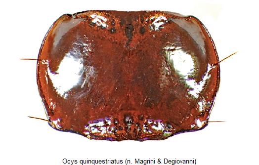 ocys_quinquestriatus_hsch.jpg