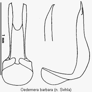 oedemera_barbara.gif