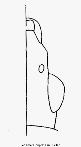 oedemera_cuprata_k.gif