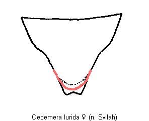 oedemera_lurida_ster.gif