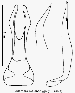 oedemera_melanopyga.gif
