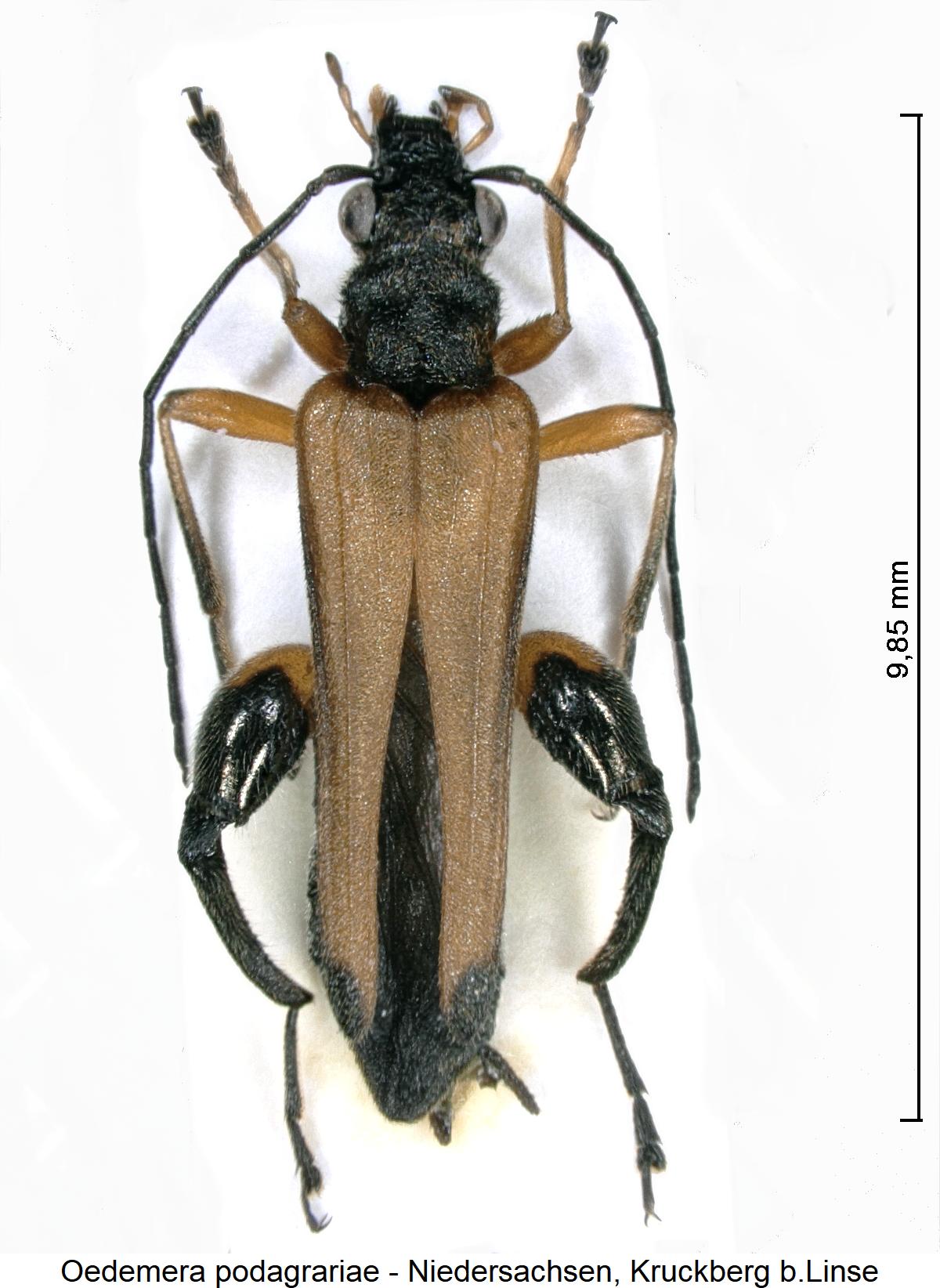 oedemera_podagrariae_hab1.jpg