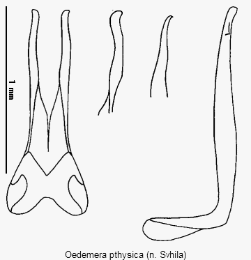 oedemera_pthysica.gif