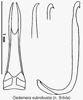 oedemera_subrobusta.gif