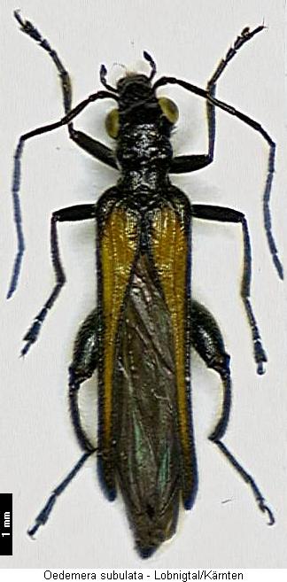 oedemera_subulata_hab.jpg