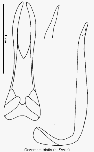 oedemera_tristis.gif