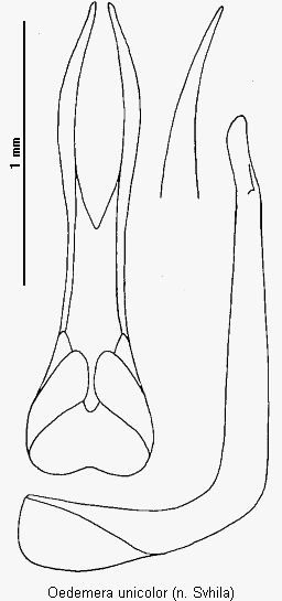 oedemera_unicolor.gif