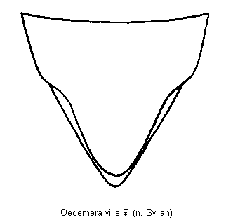 oedemera_vilis_ster.gif