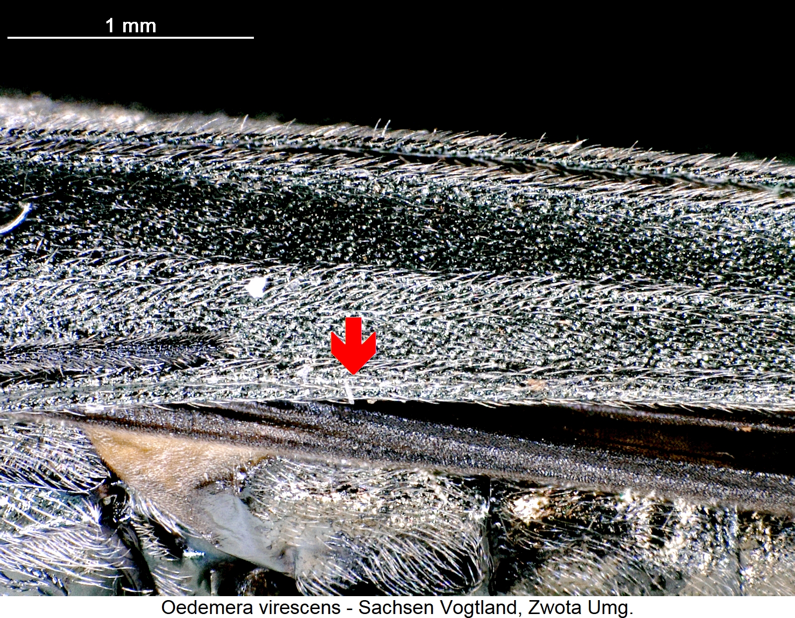 oedemera_virescens_fldsrd.jpg