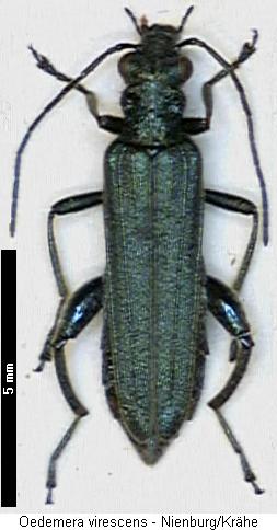 oedemera_virescens_hab.jpg