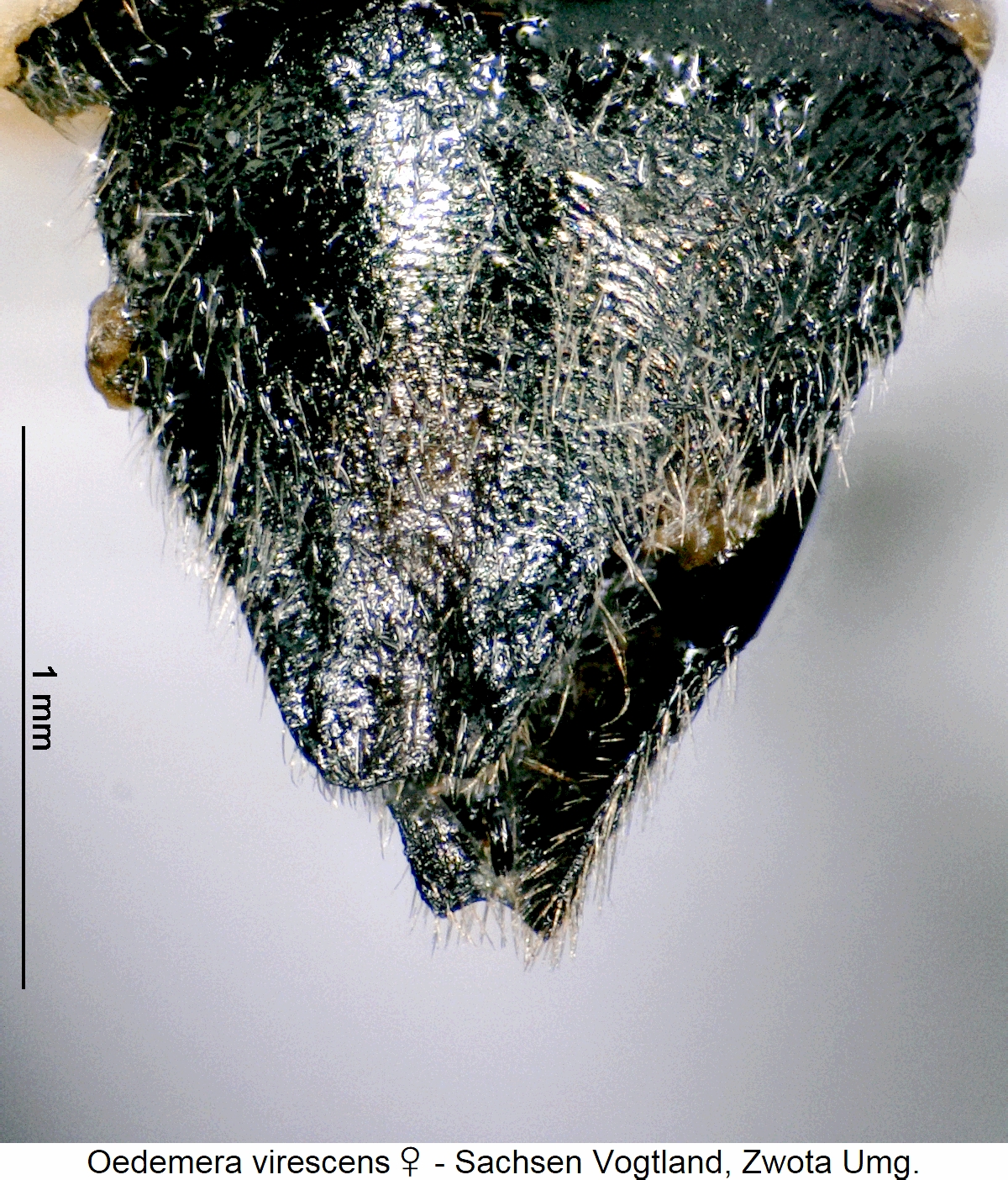 oedemera_virescens_w_ster.jpg