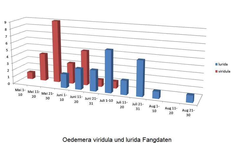 oedemera_viridula_vgl.jpg