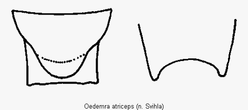oedemra_atriceps_pyg.gif