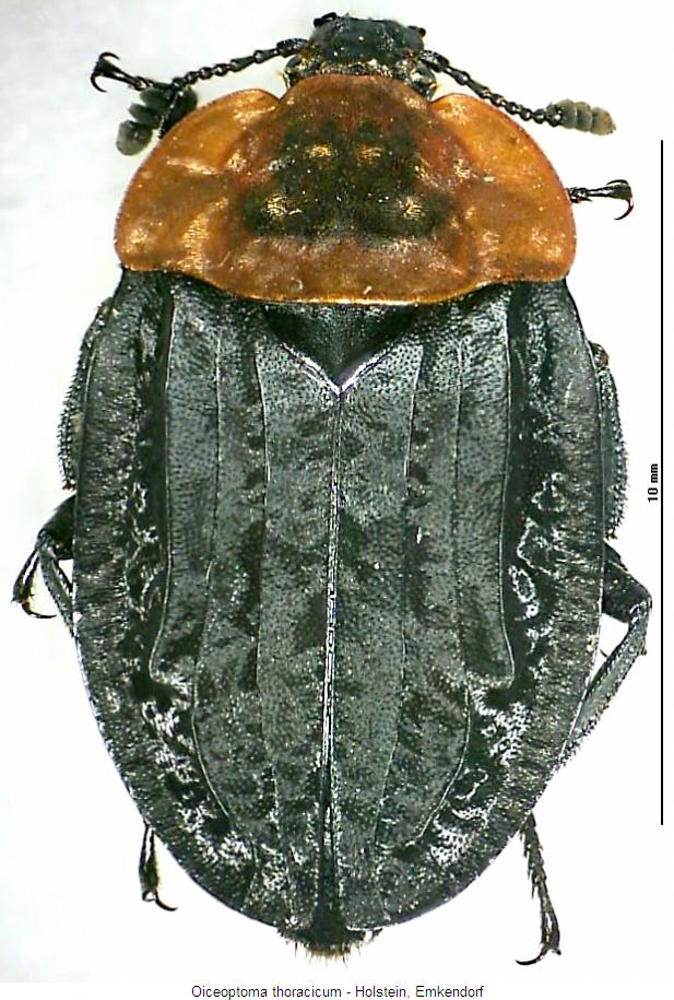 oiceoptoma_thoracicum_hab.jpg