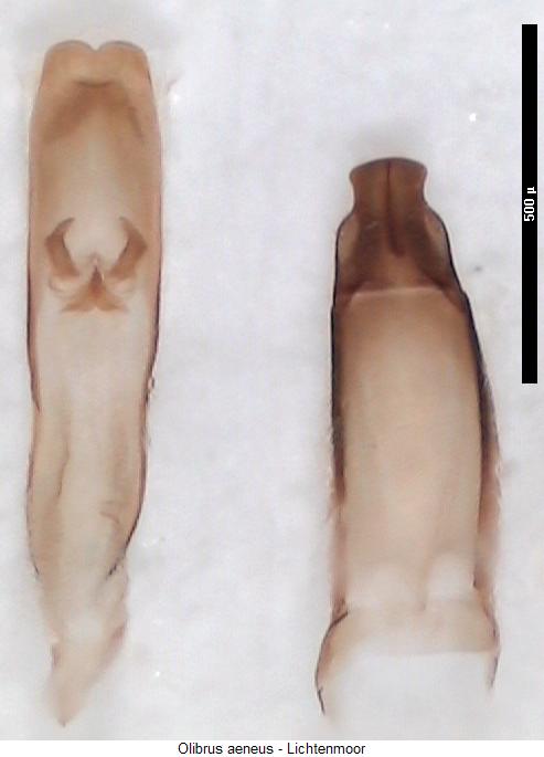 olibrus_aeneus.jpg