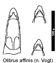 olibrus_affinis.gif