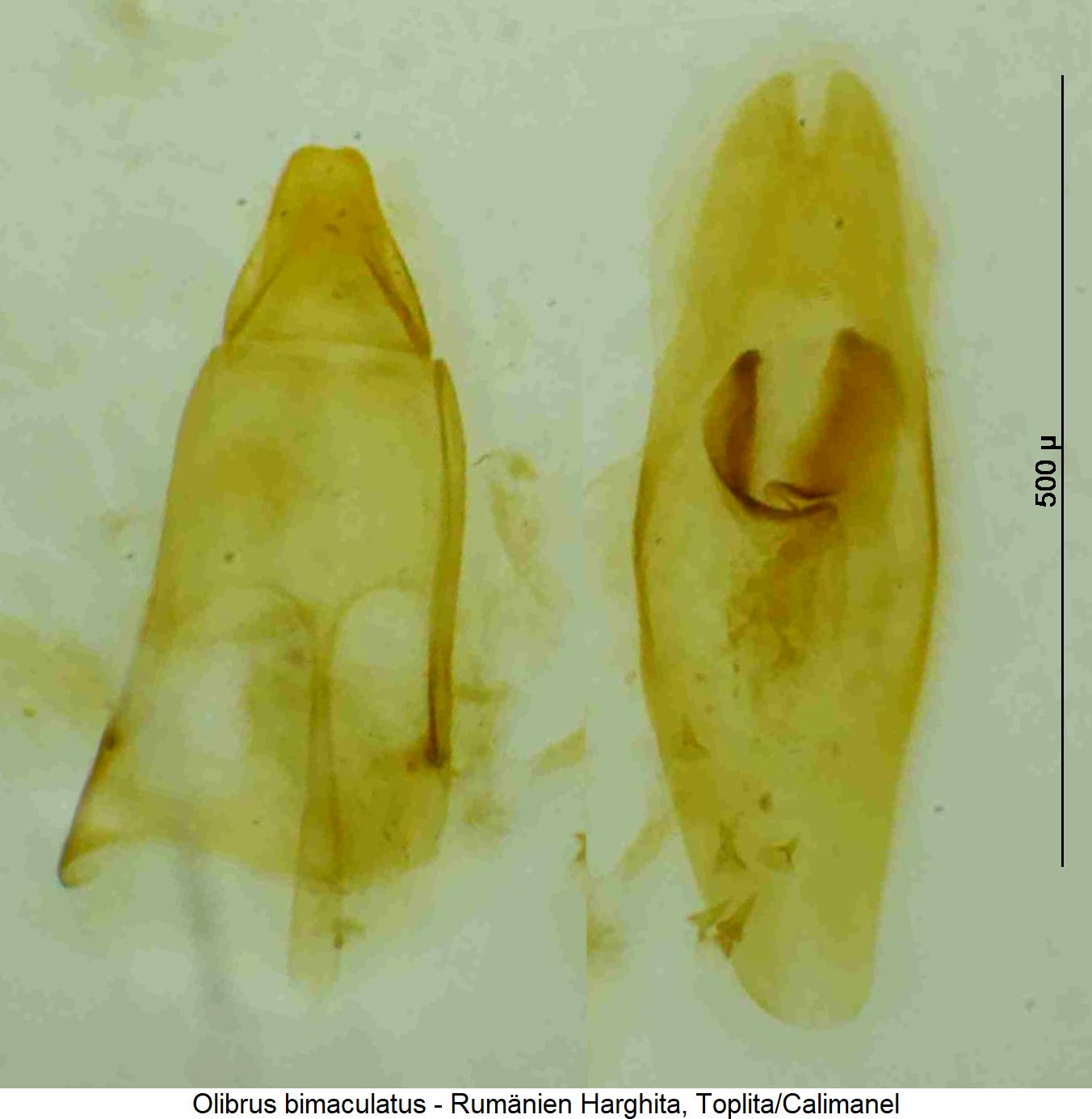olibrus_bimaculatus1.jpg