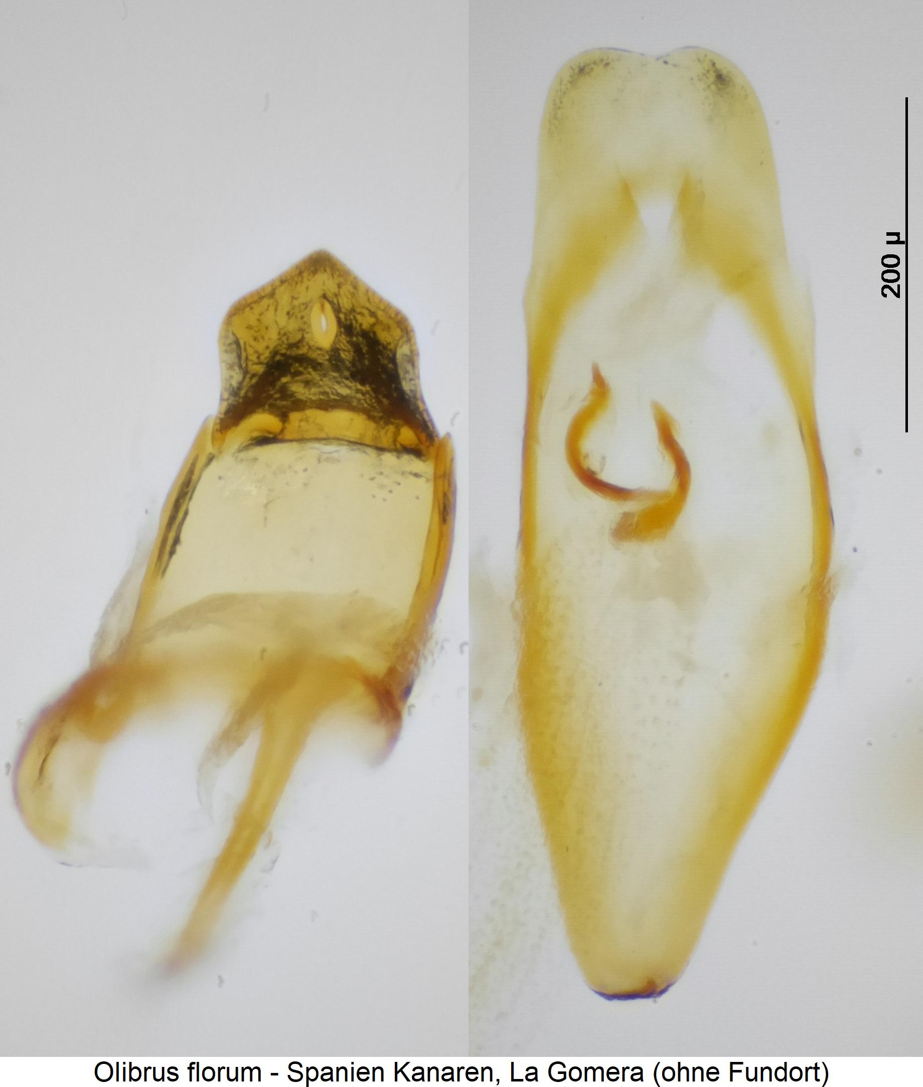 olibrus_florum3.jpg