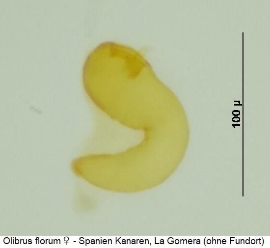 olibrus_florum_w_sperm.jpg